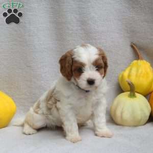 Luke, Cavapoo Puppy