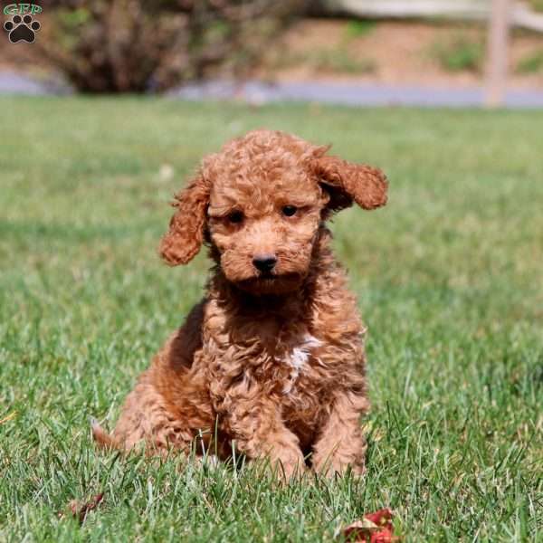 Luke, Mini Goldendoodle Puppy