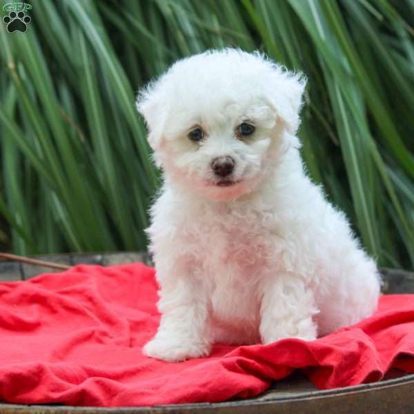 Lulu, Bichon Frise Puppy