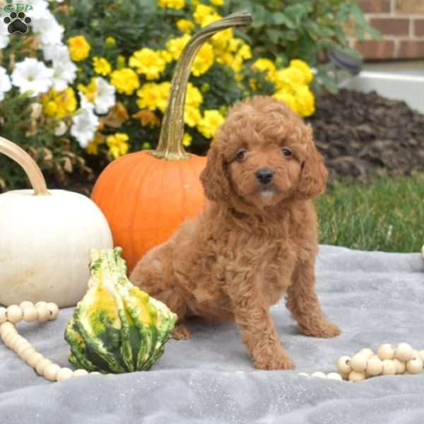 Luna, Mini Goldendoodle Puppy