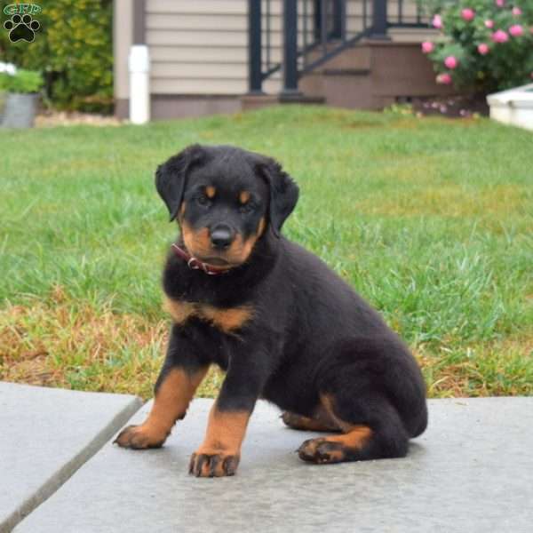 Luna, Rottweiler Puppy