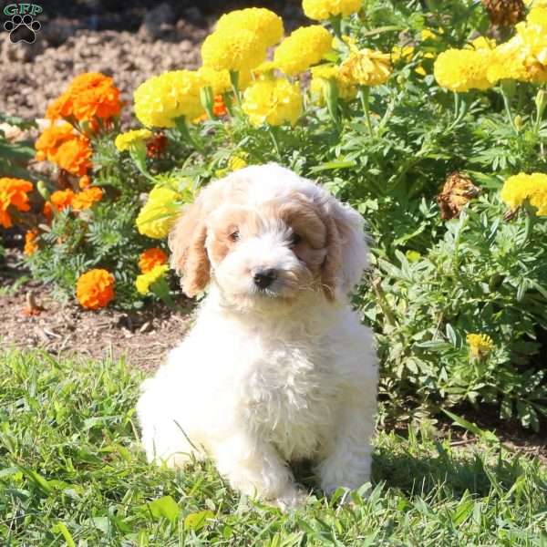 Luna, Cockapoo Puppy