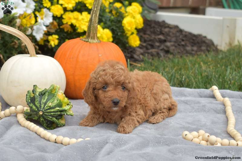 Luna Mini Goldendoodle Puppy For Sale in Pennsylvania