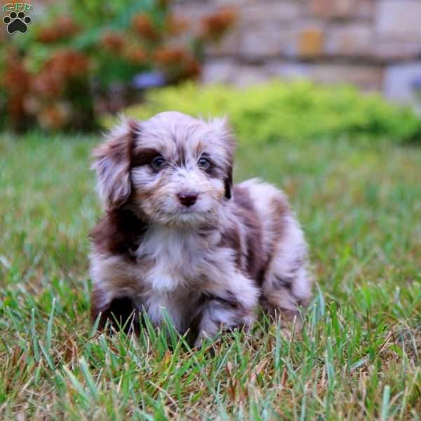 Luna, Miniature Australian Shepherd Mix Puppy