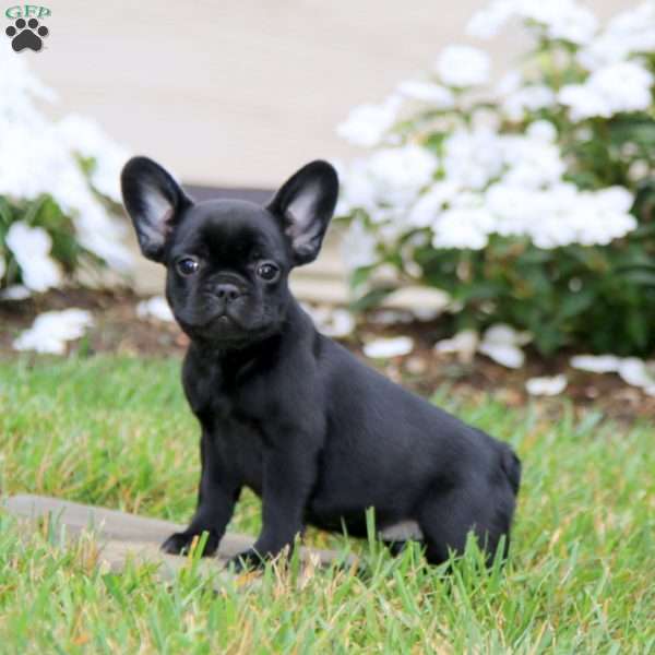 Luna, French Bulldog Mix Puppy