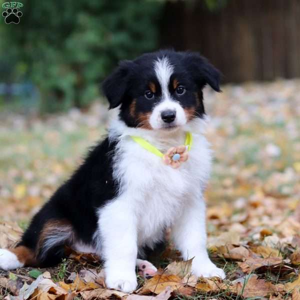 Lyla, Australian Shepherd Puppy