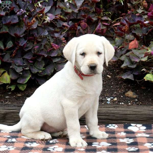 Lynelle, Yellow Labrador Retriever Puppy