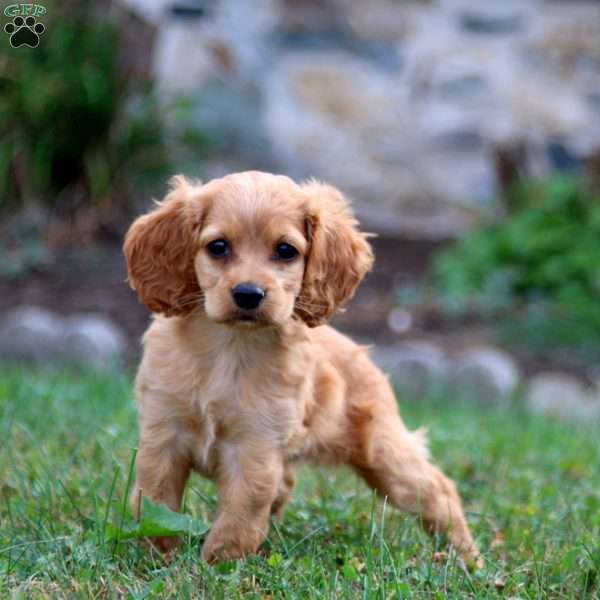 Mabel, Cockapoo Puppy