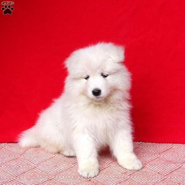 Mable, Samoyed Puppy