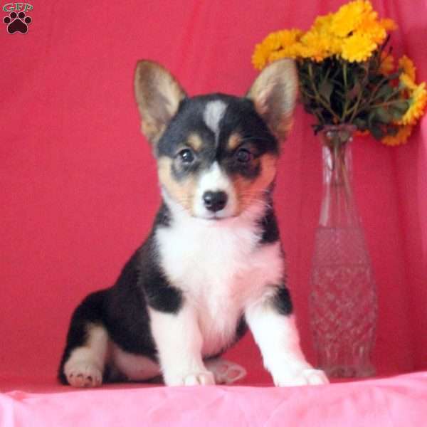 Mable, Pembroke Welsh Corgi Puppy