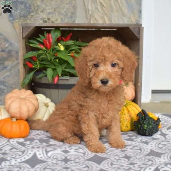 Macy, Mini Goldendoodle Puppy