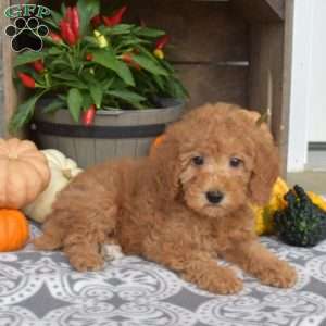 Macy, Mini Goldendoodle Puppy