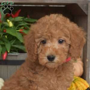 Macy, Mini Goldendoodle Puppy