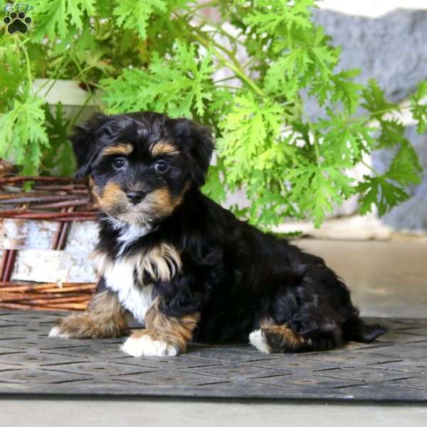 Macy, Havanese Puppy