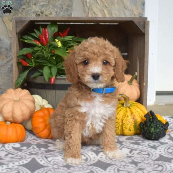 Maddy, Mini Goldendoodle Puppy