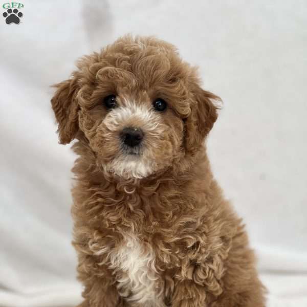 Maggie, Mini Goldendoodle Puppy