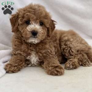 Maggie, Mini Goldendoodle Puppy