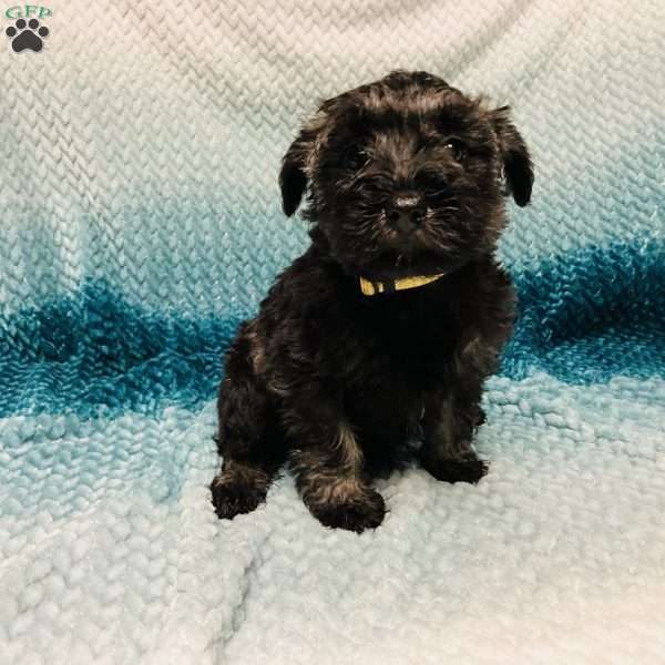 Maize, Miniature Schnauzer Puppy