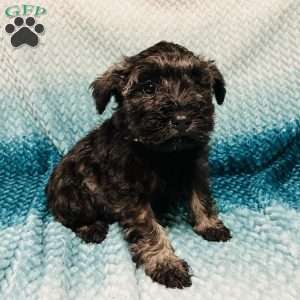 Maize, Miniature Schnauzer Puppy