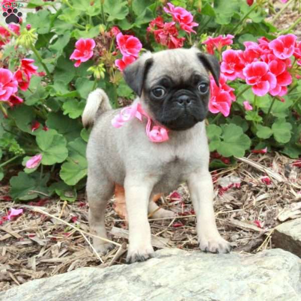 Mandy, Pug Puppy