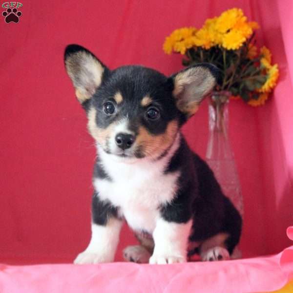 Mandy, Pembroke Welsh Corgi Puppy