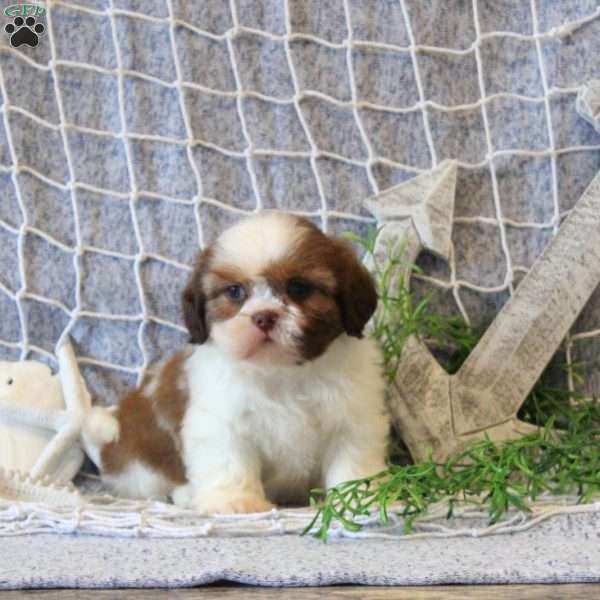 Mandy, Shih Tzu Puppy