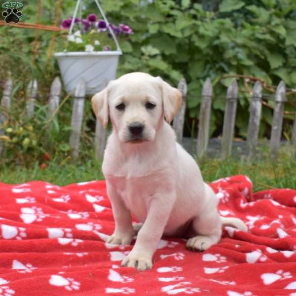 Mango, Yellow Labrador Retriever Puppy