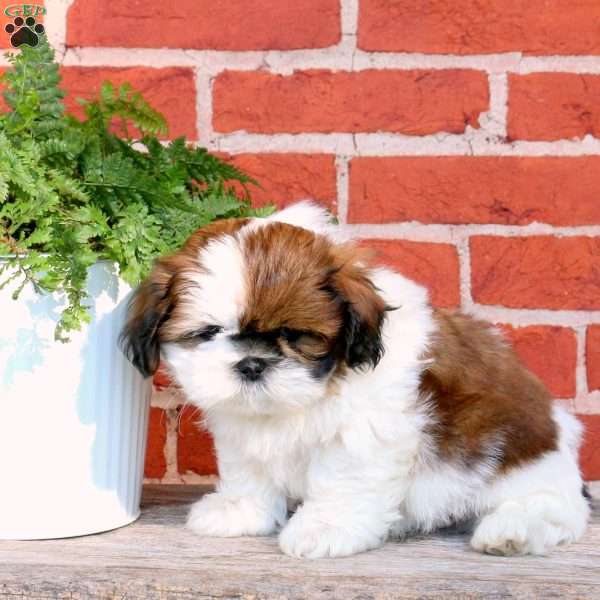 Manny, Shih Tzu Puppy