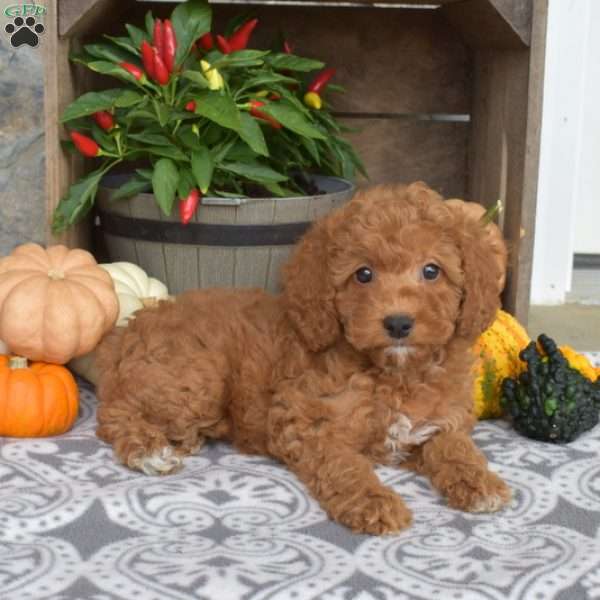 Maple, Mini Goldendoodle Puppy