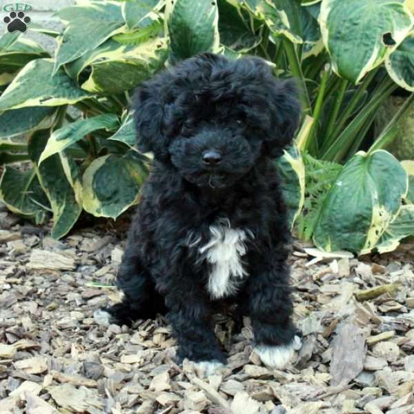 Maple, Miniature Poodle Puppy