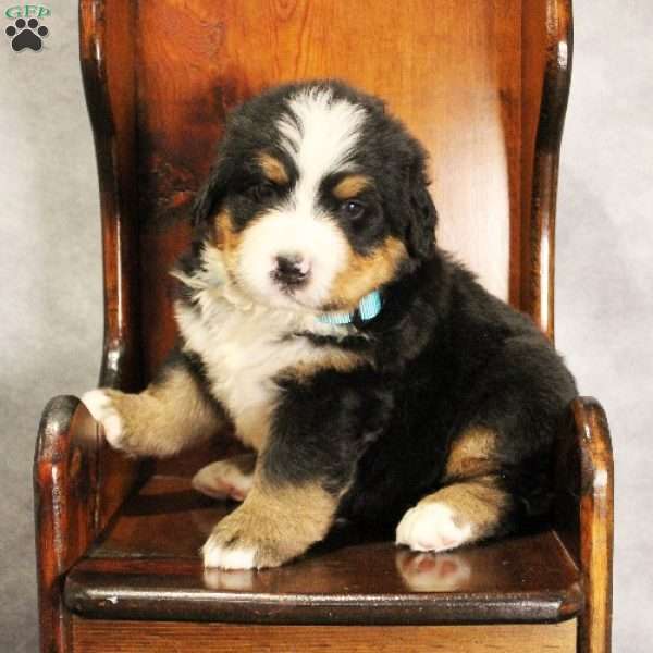 Maple, Bernese Mountain Dog Puppy