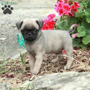 Pug Puppies For Sale - Greenfield Puppies