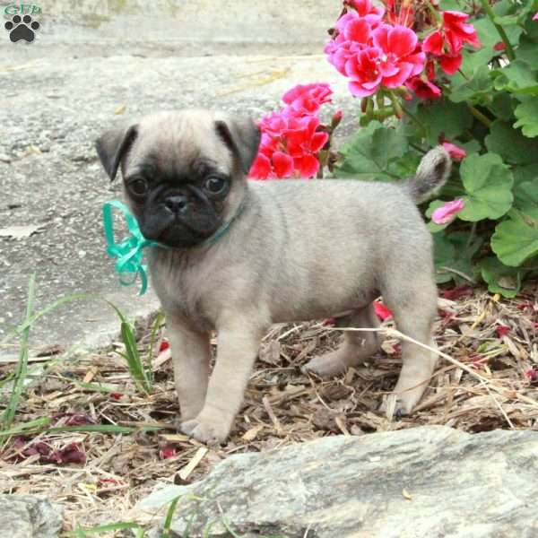 Marcus, Pug Puppy