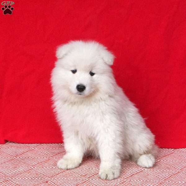 Marcus, Samoyed Puppy