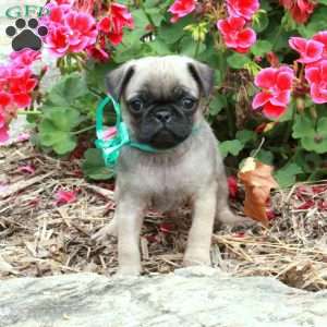 Marcus, Pug Puppy