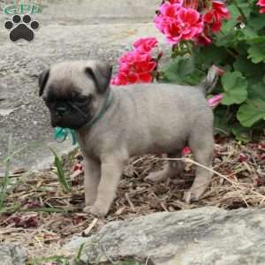 Marcus, Pug Puppy