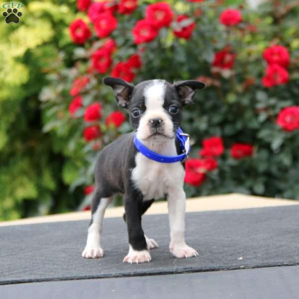 Marcus, Boston Terrier Puppy