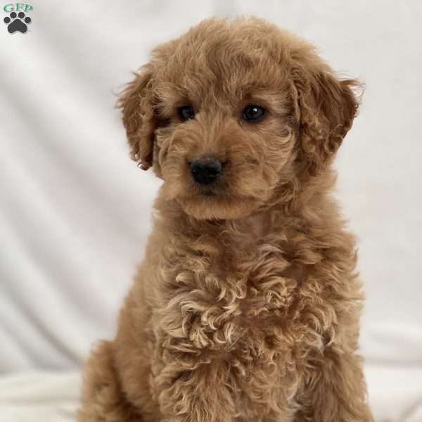 Margaret, Mini Goldendoodle Puppy