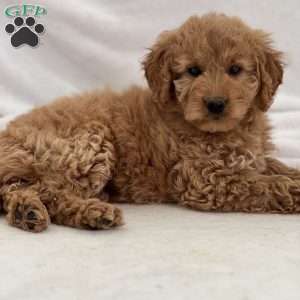 Margaret, Mini Goldendoodle Puppy