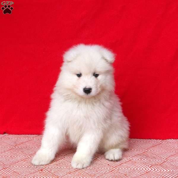 Margo, Samoyed Puppy