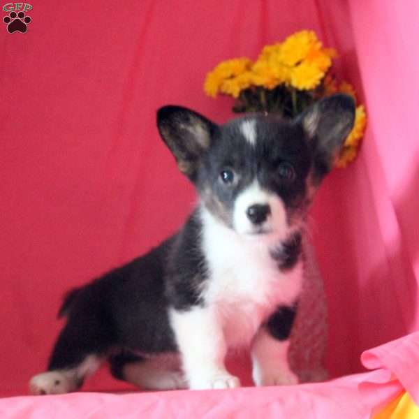 Marigold, Pembroke Welsh Corgi Puppy