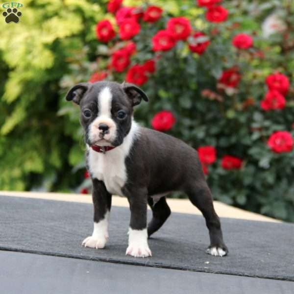 Mark, Boston Terrier Puppy