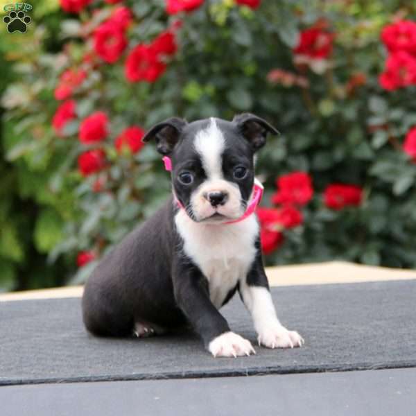 Marlee, Boston Terrier Puppy