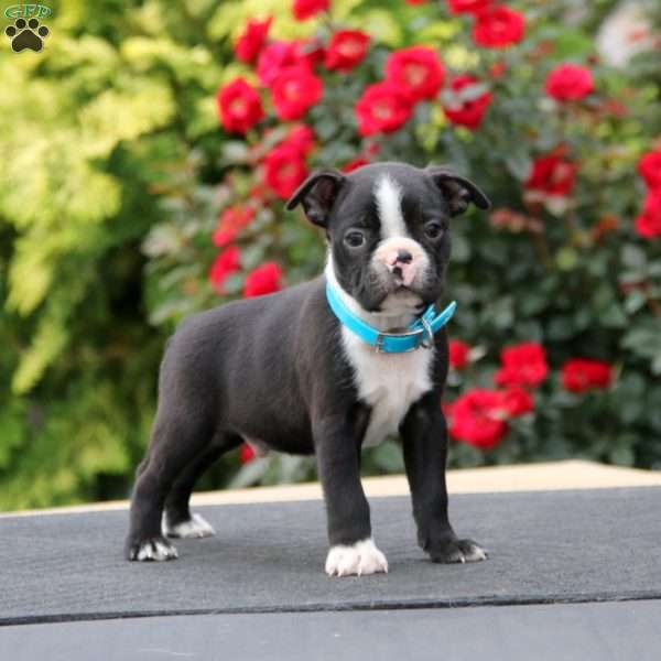 Martin, Boston Terrier Puppy