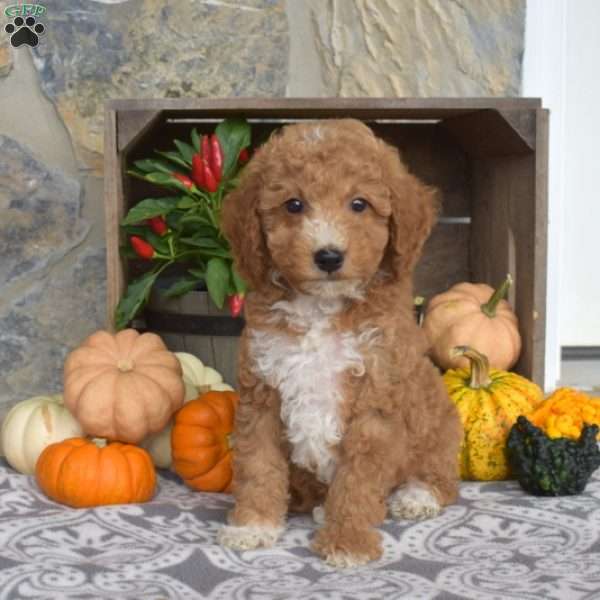 Mason, Mini Goldendoodle Puppy