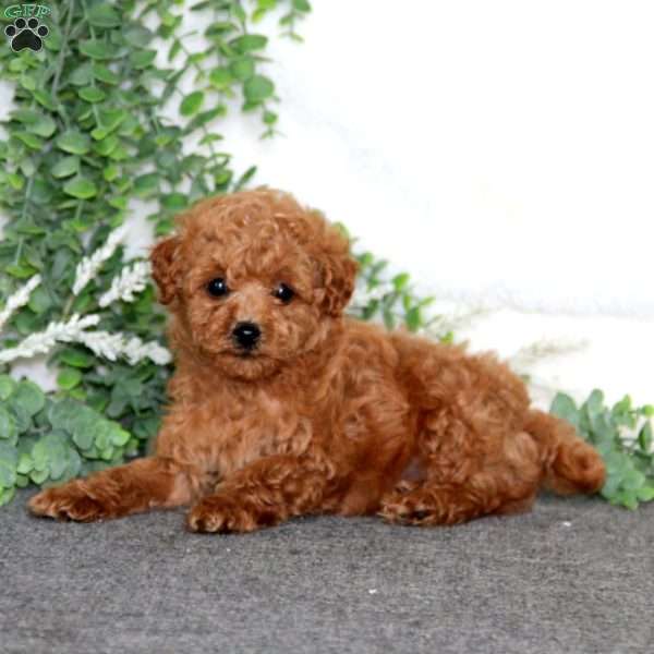 Mason, Toy Poodle Puppy