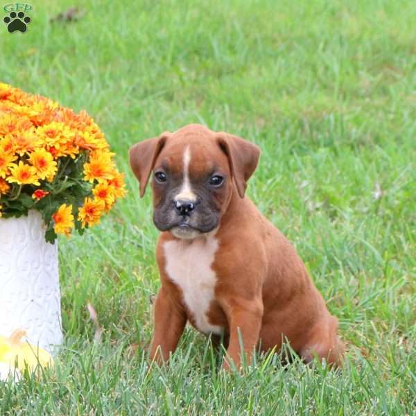 Master, Boxer Puppy