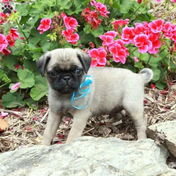 Matthew, Pug Puppy