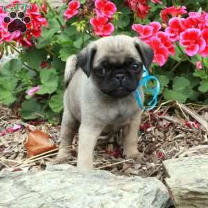 Matthew, Pug Puppy