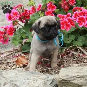 Matthew, Pug Puppy